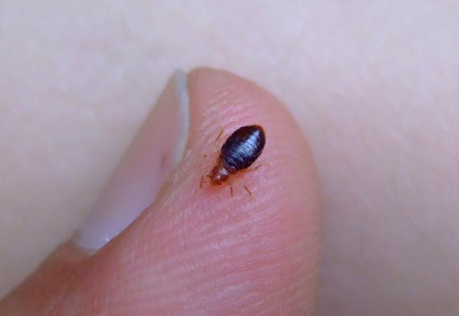 Question Of The Day: Do bed bugs live on my skin? | Pest ...
